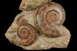 Tall, Jurassic Ammonite (Hammatoceras) Display - France #174928-1